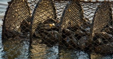 Comércio e cultivo de ostras e mexilhões em SC é liberado para algumas regiões.Cultivo de moluscos é interditado em Florianópolis e em Celso ramos.