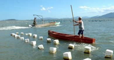 Liberado parcialmente o cultivo de moluscos em Florianópolis e Palhoça.