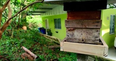 Parque Ecológico do Córrego Grande ganha mais caixas de abelhas sem ferrão