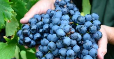 Safra de uva está com frutos com boa qualidade em Santa Catarina.