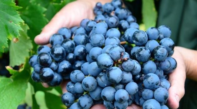 Safra de uva está com frutos com boa qualidade em Santa Catarina.