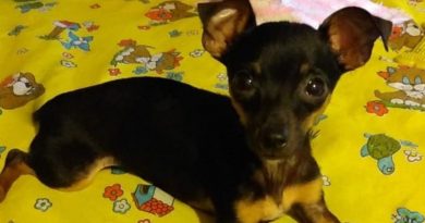 A história da adoção e amor de cachorros resgatados da Dibea