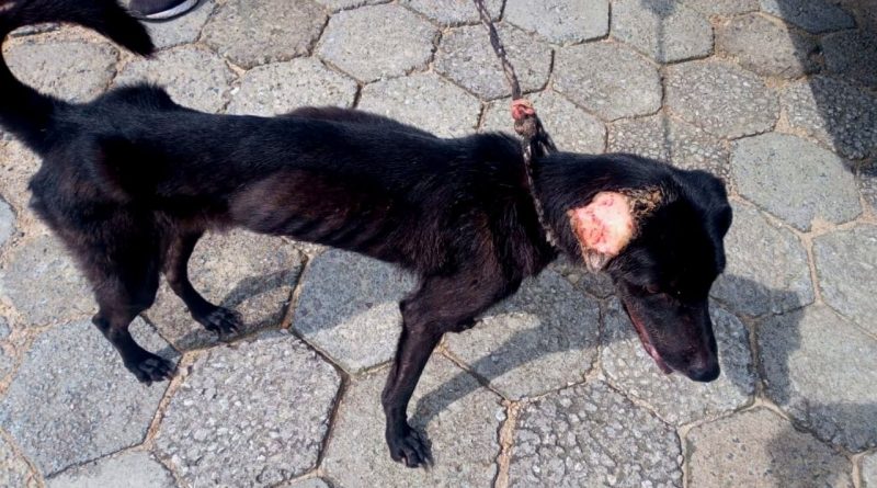 Dibea resgata dois cachorros vítimas de maus-tratos em Florianópolis