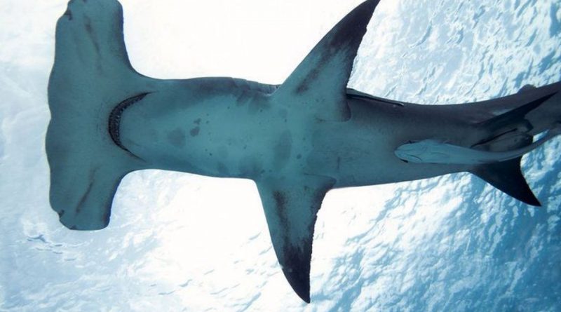 Espécie rara de tubarão-martelo é avistada no litoral da Paraíba