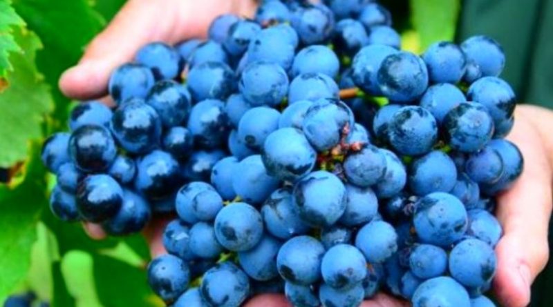 Fapesc investe R$ 1 milhão em novos estudos para produção de vinho e uva em Santa Catarina