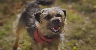 "Ruim pra Cachorro": uma comédia e aventura canina que estreia dia 28 de setembro.
